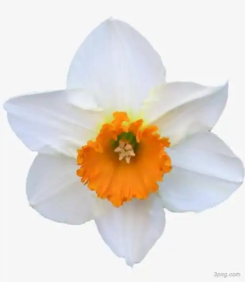 一朵白色水仙png素材透明免抠图片动植人物
