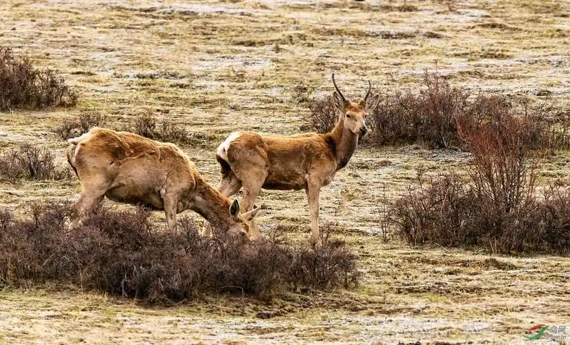 国家一级保护动物西藏马鹿