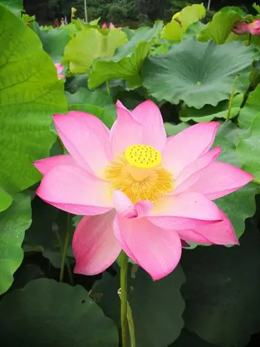 这朵荷花真漂亮呀,像粉嫩嫩的小仙女.