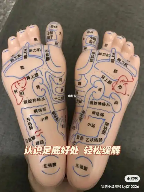 足底按摩 祛百病 了解反射区位置作用