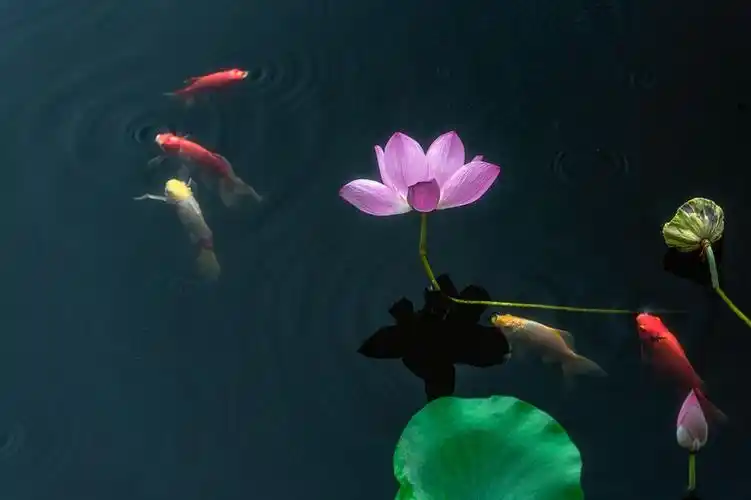 我的最美常州鱼戏荷叶间