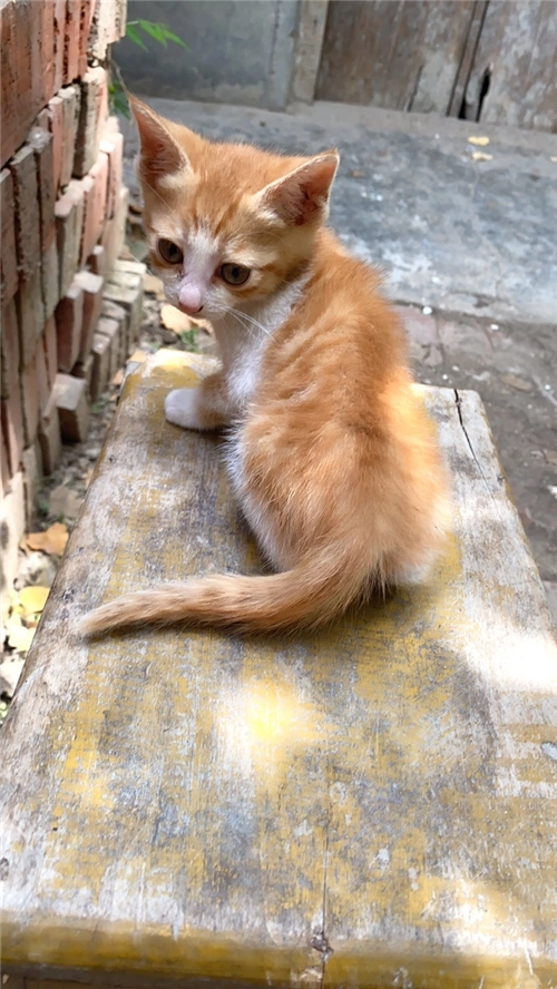 小土猫花纹橘色l