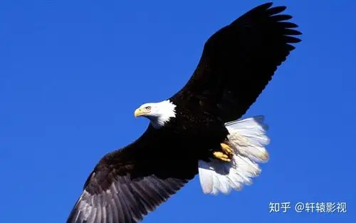 你见过最大老鹰是多大吗老鹰可以与狮子匹敌