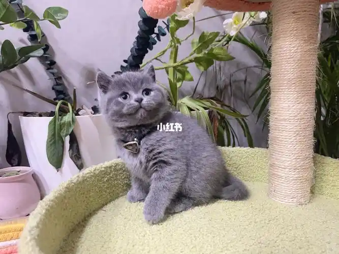 英国短毛猫蓝猫妹妹