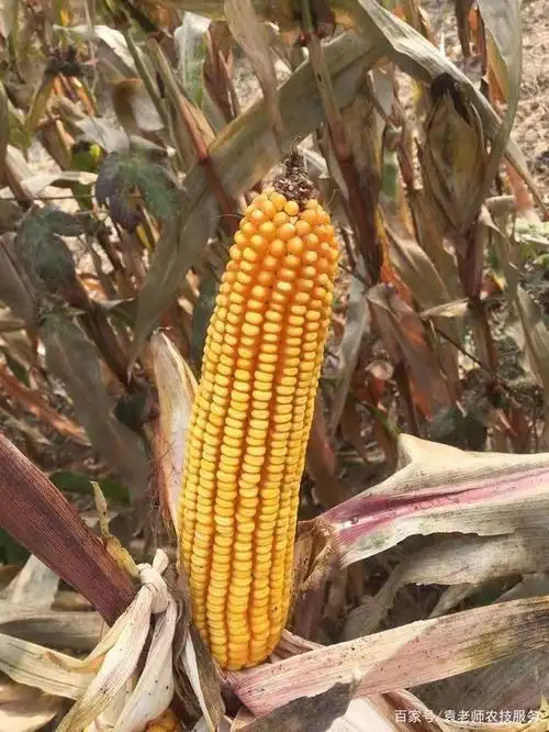 这个矮杆大棒玉米新品种亩产可达1吨多,适宜三大玉米主产区种植