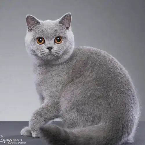 [笑cry]根本不怕我 #cfa英短##cfa英国短毛猫##喵星人#   .