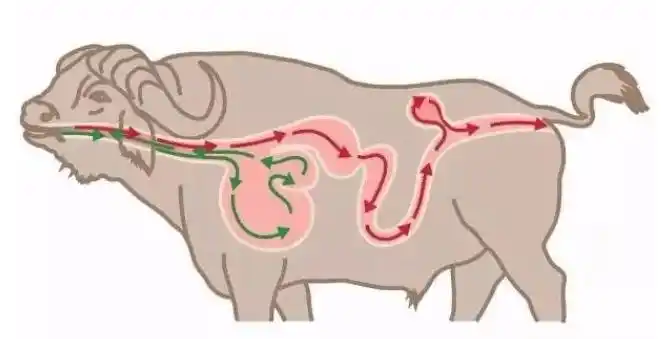 科普了解牛的四个胃是如何分工的?