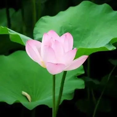 手机微信荷花头像图片大全下载_头像图片_扣扣乐园 - 易表情 更多搞笑