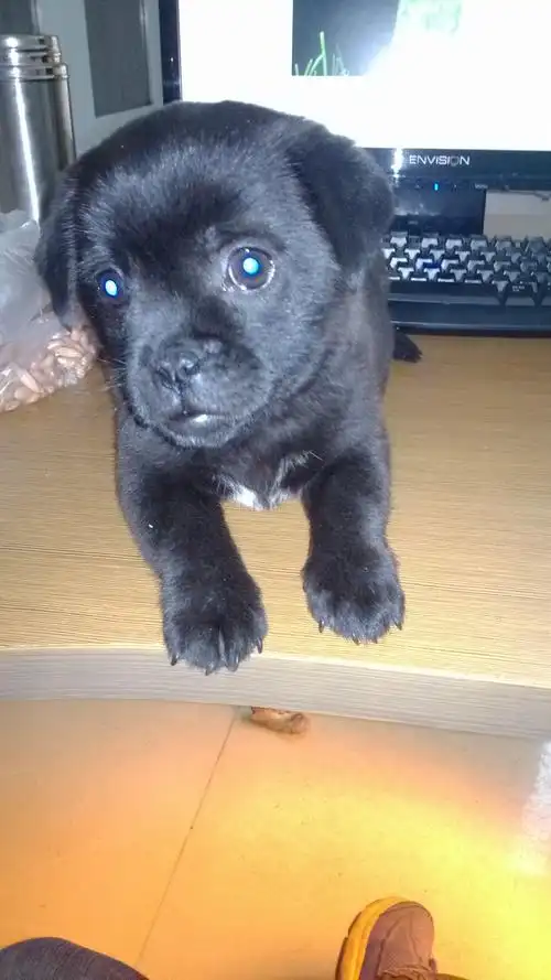 耳朵趴趴着,鼻子也是趴趴着,牙齿挺长,2个月大左右,多谢