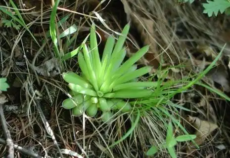 乌发神奇小秘方