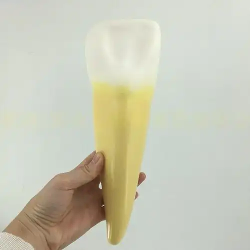 正常放大牙齿解剖牙科磨牙尖牙模型