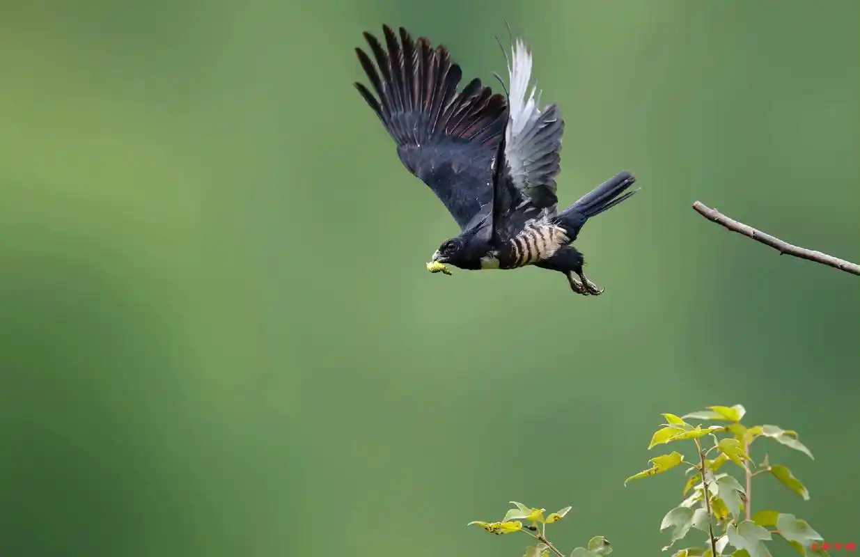 黑冠鹃隼#野生鸟类摄影 #人与自然万物和谐共处 #鸟语花香人 - 抖音