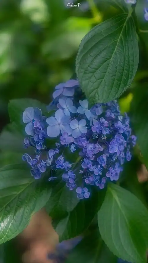 想要求几张蓝紫色系的绣球花的图