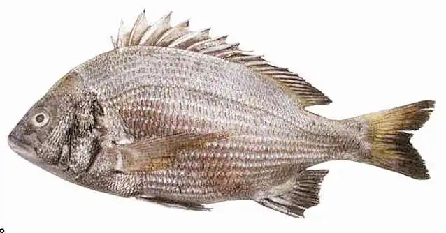 30万尾黑鲷苗放生泉州湾