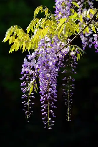 紫藤芬芳 花开如瀑