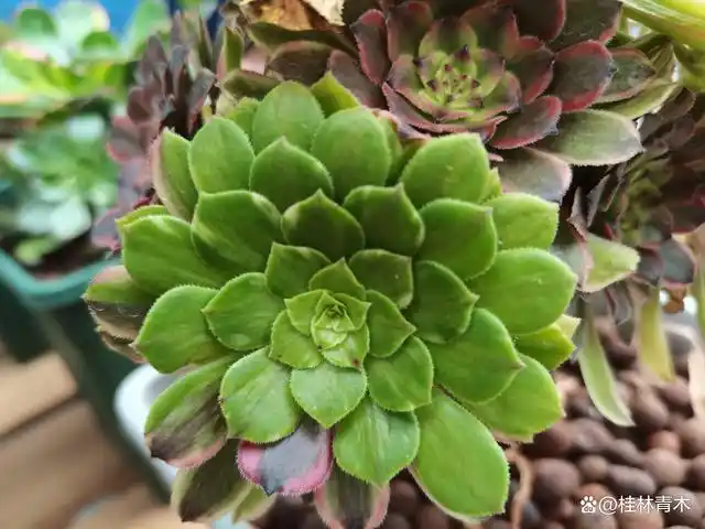 粉黛法师是什么变异的萤火和花脸粉黛有什么区别状态图参考