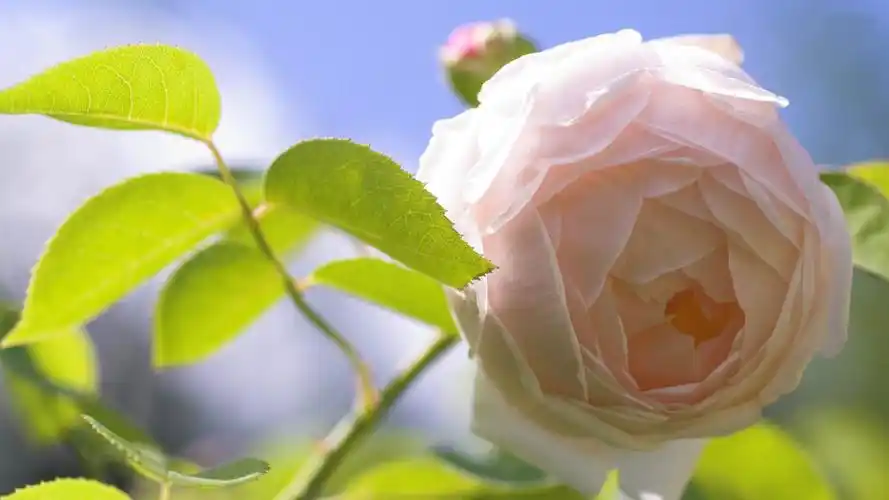 描述: 粉红色的玫瑰-2012鲜花精选壁纸 当前壁纸尺寸: 1920 x 1080