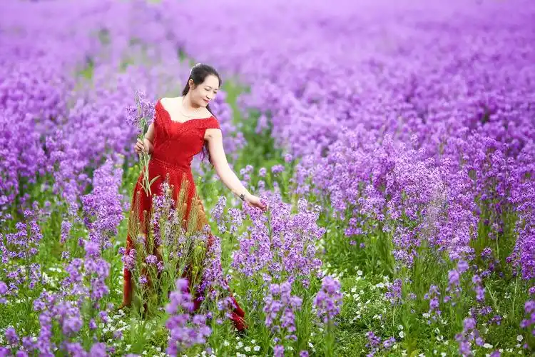 紫色的梦,紫色的情