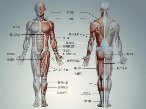 想查清病因和有效治疗等等,首先应了 解,熟悉正常人体的结构,解剖学就