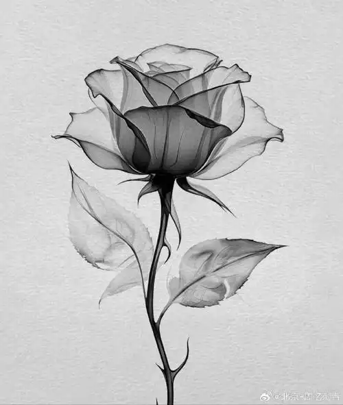 今日纹身图案分享    花纹身    #纹身分享##纹身设计##北京纹身店