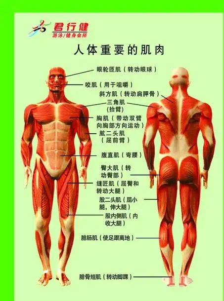 人体身上有哪些肌肉?叫什么名字