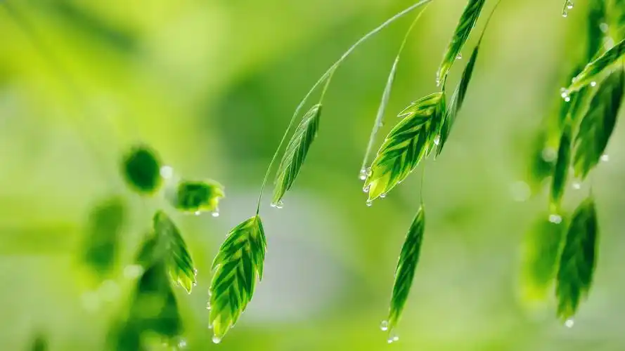 桌面壁纸 风景壁纸 > 正文  本文 清新绿色植物护眼壁纸_生命初始般的