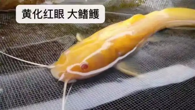 原生鱼中的"土豪金",原生鱼黄化个体
