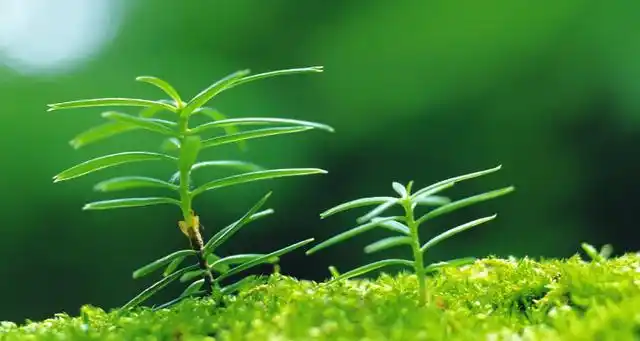 绿色植物可以消灭噪声吗