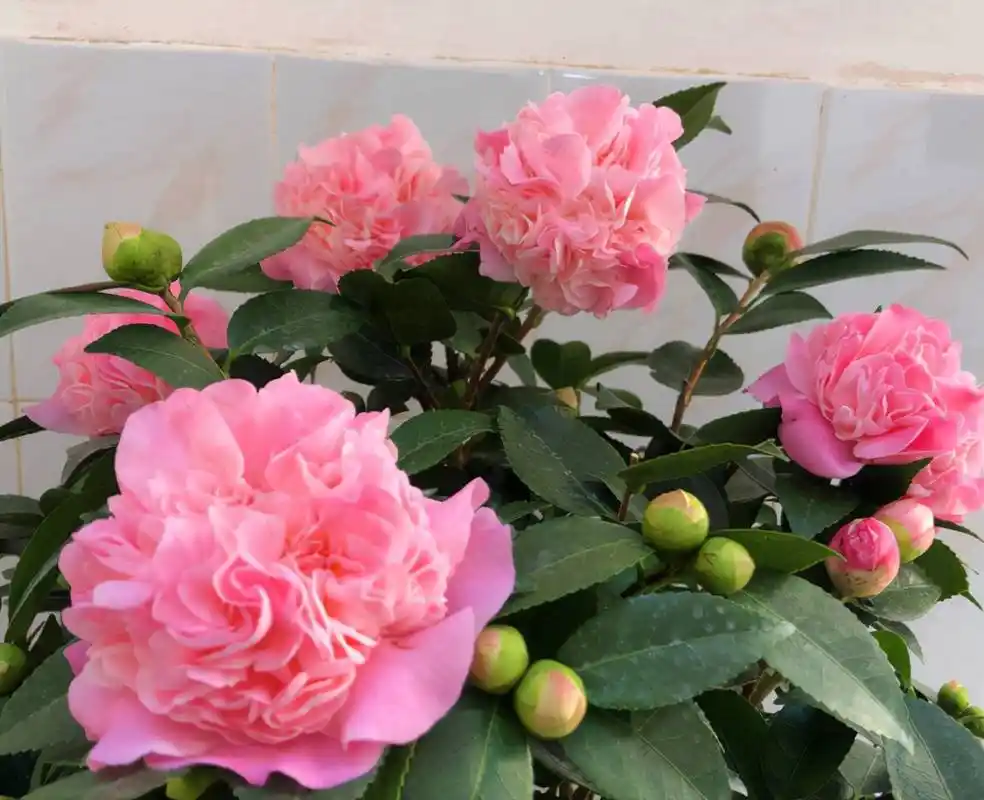 香茶花的养殖方法和注意事项香妃茶花的养殖事项