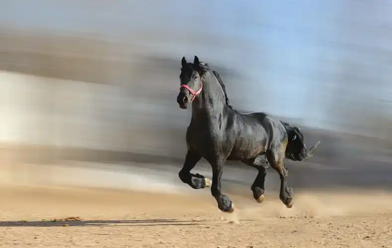 他镜头下的骏马堪比徐悲鸿的国画