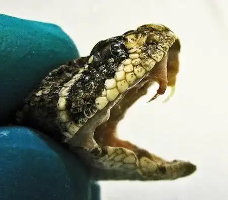 毒蛇尖牙内藏毒