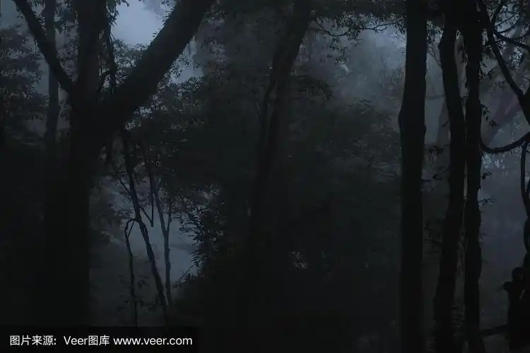 自然景观.有雾的黑暗森林.