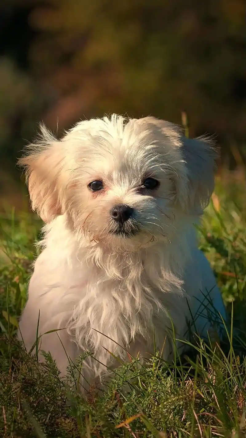 可爱的动物壁纸#治愈 #抖音图文来了 #壁纸 #动物  - 抖音