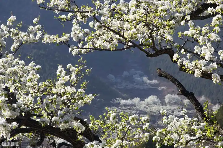 经典梨花古诗词7首,写尽暮春最美春光,你喜欢哪首?