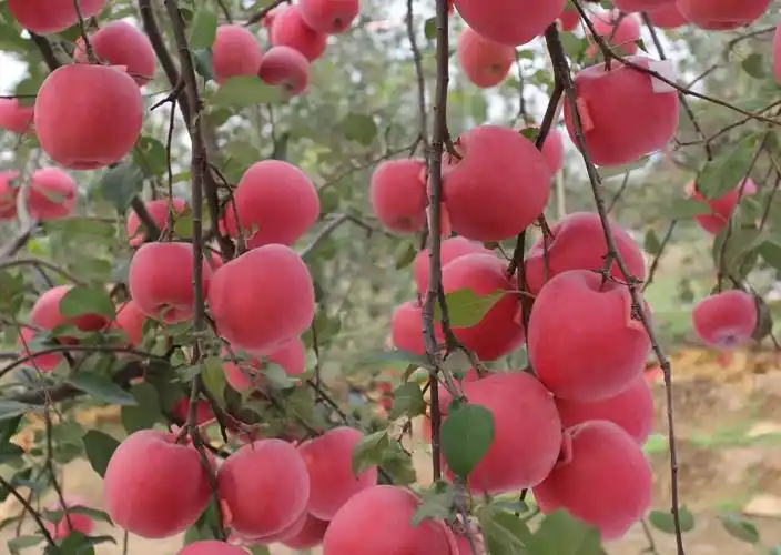瑞雪苹果图片(各种苹果图片大全及其介绍)