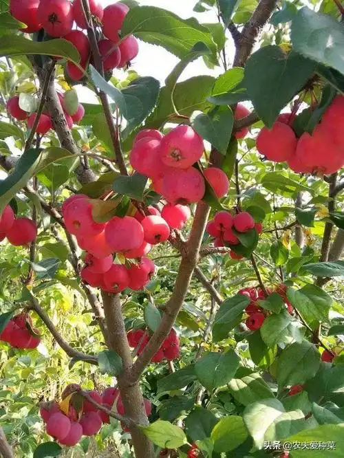 海棠果实图片(湖北海棠果实图片)_植物知识网