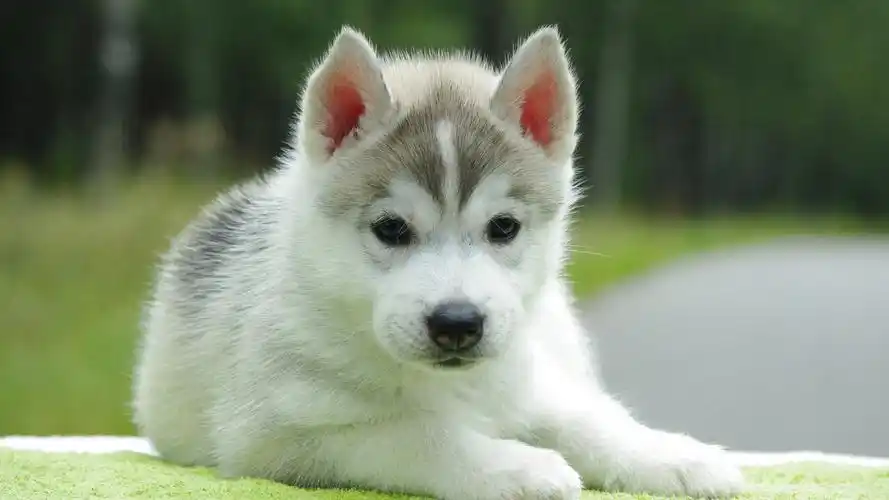 蠢萌哈士奇高清壁纸_超可爱狗狗壁纸