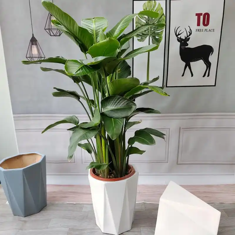 天堂鸟大型室内盆栽甲醛绿植鹤望兰客厅办公室真花大型绿植