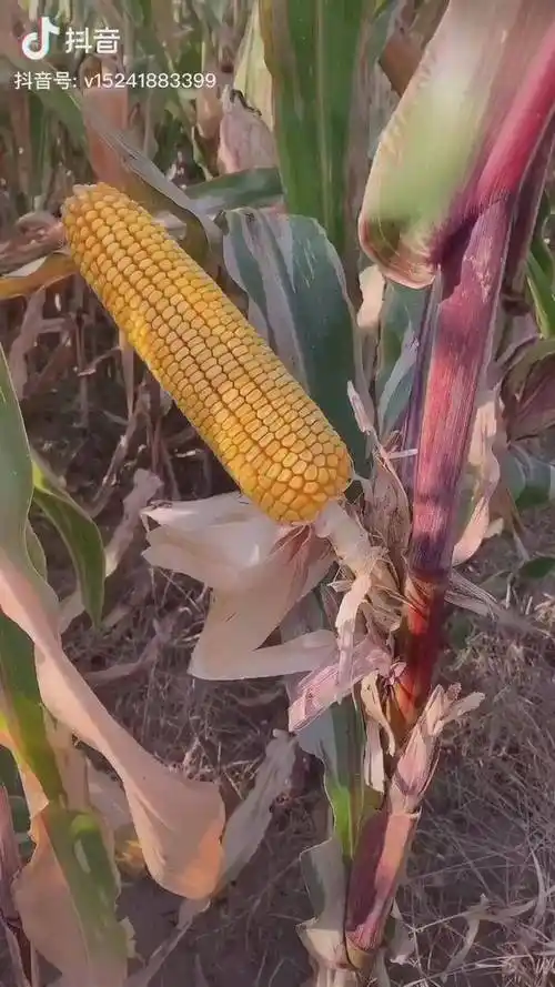 小紫杆大苞米农民农业农村种植玉米