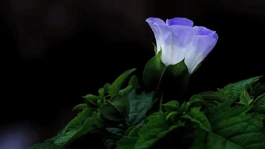 紫色唯美花朵,高清图片,电脑桌面-壁纸族