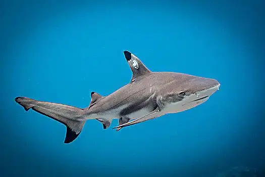 小鲨鱼图片