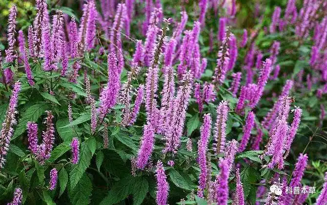 科普本草之【香薷】图文