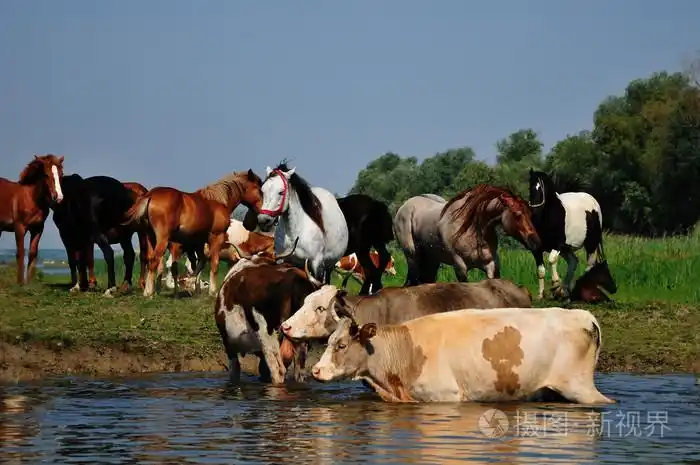 牛和马在河上