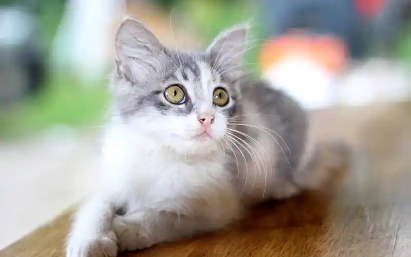 可爱软萌的猫咪高清图片桌面壁纸