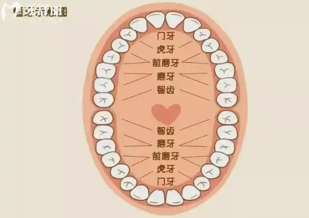 牙齿容易脱落的原因有哪些?jpg