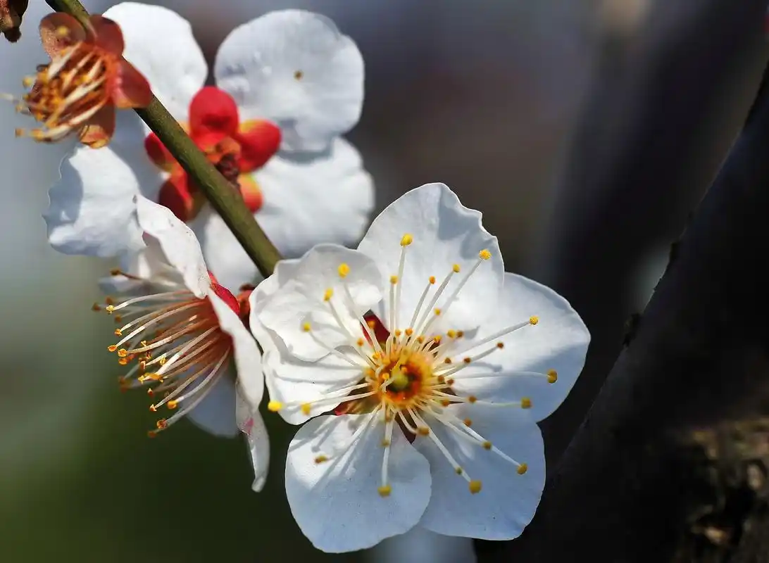 冬日题诗39首:昨日同君相看雪,悠然默算十余年