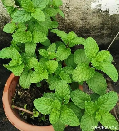 薄荷有什么功效和禁忌