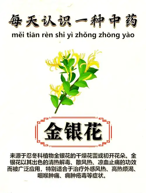 金银花:春夏之交的养生好帮手 🌸