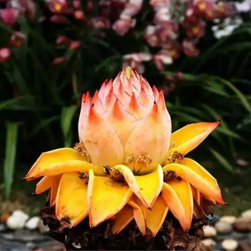 这花被誉为佛教圣花盛开似金色莲花养在家中好运吉祥