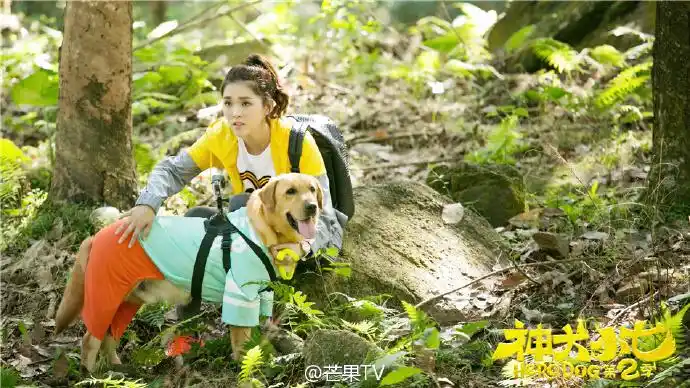 神犬小七第二季